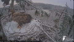 2025-01-06 22_38_36-Jūras ērgļi (Haliaeetus albicilla) Durbē - LDF tiešraide - YouTube – Maxthon.png