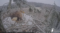 2025-01-06 22_39_04-Jūras ērgļi (Haliaeetus albicilla) Durbē - LDF tiešraide - YouTube – Maxthon.png