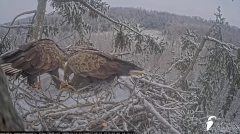 2025-01-06 22_39_13-Jūras ērgļi (Haliaeetus albicilla) Durbē - LDF tiešraide - YouTube – Maxthon.png