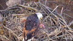 2025-01-07 19_46_33-Decorah Eagles - North Nest - 4k powered by EXPLORE.org - YouTube - Maxthon.png