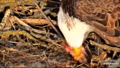2025-01-07 19_46_45-Decorah Eagles - North Nest - 4k powered by EXPLORE.org - YouTube - Maxthon.png
