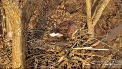 2025-01-07 19_46_53-Decorah Eagles - North Nest - 4k powered by EXPLORE.org - YouTube - Maxthon.png