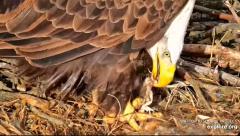 2025-01-07 19_46_58-Decorah Eagles - North Nest - 4k powered by EXPLORE.org - YouTube - Maxthon.png