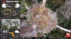 2025-01-07 19_52_55-Southwest Central Florida Eagle Cam - YouTube - Maxthon.png