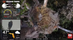 2025-01-07 19_53_15-Southwest Central Florida Eagle Cam - YouTube - Maxthon.png