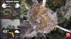 2025-01-07 19_53_25-Southwest Central Florida Eagle Cam - YouTube - Maxthon.png