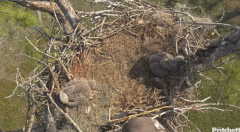 2025-01-07 19_56_55-Southwest Florida Eagle Cam - YouTube - Maxthon.png