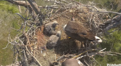2025-01-07 19_57_29-Southwest Florida Eagle Cam - YouTube - Maxthon.png