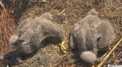 2025-01-07 19_57_37-Southwest Florida Eagle Cam - YouTube - Maxthon.png