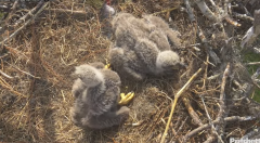 2025-01-07 19_57_50-Southwest Florida Eagle Cam - YouTube - Maxthon.png