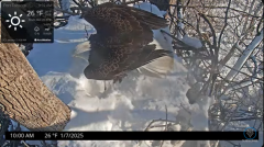 2025-01-07 20_10_12-Port Tobacco Eagle Cam - YouTube - Maxthon.png