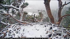 2025-01-07 20_20_59-Big Bear Bald Eagle Live Nest - Cam 1 - YouTube - Maxthon.png