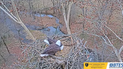 2025-01-07 20_24_31-Bluff City Cam 1_ ETSU_BTES Eagle Camera - YouTube - Maxthon.png