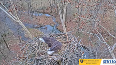 2025-01-07 20_24_58-Bluff City Cam 1_ ETSU_BTES Eagle Camera - YouTube - Maxthon.png