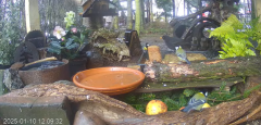 2025-01-10 22_09_51-Mandragora Park – karmnik na żywo - YouTube - Maxthon.png