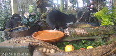 2025-01-10 22_10_27-Mandragora Park – karmnik na żywo - YouTube - Maxthon.png