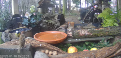 2025-01-10 22_10_53-Mandragora Park – karmnik na żywo - YouTube - Maxthon.png