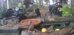 2025-01-10 22_11_13-Mandragora Park – karmnik na żywo - YouTube - Maxthon.png