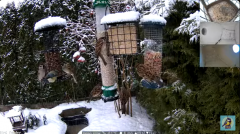 2025-01-10 22_25_23-Bird feeder_nest box LIVE. Keila-Joa, Estonia - YouTube - Maxthon.png
