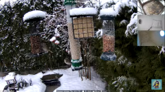 2025-01-10 22_25_56-Bird feeder_nest box LIVE. Keila-Joa, Estonia - YouTube - Maxthon.png