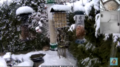 2025-01-10 22_26_04-Bird feeder_nest box LIVE. Keila-Joa, Estonia - YouTube - Maxthon.png