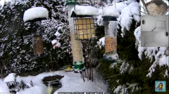2025-01-10 22_26_14-Bird feeder_nest box LIVE. Keila-Joa, Estonia - YouTube - Maxthon.png