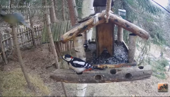 2025-01-10 22_36_02-Hrănitoarea pentru păsări _ The bird feeder - YouTube - Maxthon.png