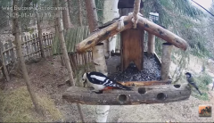 2025-01-10 22_36_12-Hrănitoarea pentru păsări _ The bird feeder - YouTube - Maxthon.png