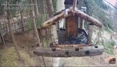 2025-01-10 22_37_09-Hrănitoarea pentru păsări _ The bird feeder - YouTube - Maxthon.png