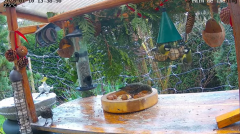 2025-01-10 22_41_44-Le jardin avec les mangeoires - Maxthon.png