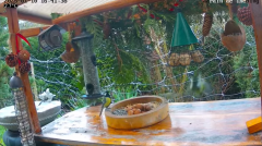 2025-01-10 22_42_11-Le jardin avec les mangeoires - Maxthon.png