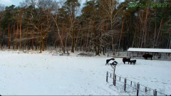 2025-01-11 20_08_46-Żubry Online _ Wisents Online - YouTube - Maxthon.png