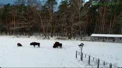 2025-01-11 20_09_41-Żubry Online _ Wisents Online - YouTube - Maxthon.png