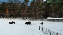 2025-01-11 20_09_53-Żubry Online _ Wisents Online - YouTube - Maxthon.png