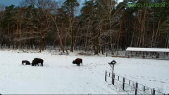 2025-01-11 20_10_04-Żubry Online _ Wisents Online - YouTube - Maxthon.png