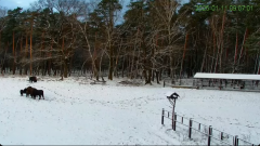 2025-01-11 20_10_41-Żubry Online _ Wisents Online - YouTube - Maxthon.png