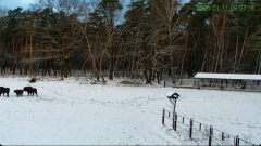 2025-01-11 20_10_58-Żubry Online _ Wisents Online - YouTube - Maxthon.png