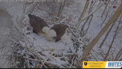 2025-01-11 23_33_57-Bluff City Cam2_ ETSU_BTES Eagle Camera - YouTube - Maxthon.png