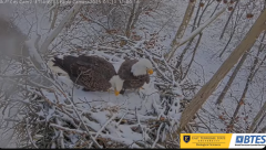2025-01-11 23_34_08-Bluff City Cam2_ ETSU_BTES Eagle Camera - YouTube - Maxthon.png