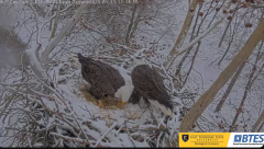2025-01-11 23_34_15-Bluff City Cam2_ ETSU_BTES Eagle Camera - YouTube - Maxthon.png
