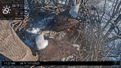 2025-01-11 23_37_27-Port Tobacco Eagle Cam - YouTube - Maxthon.png