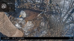 2025-01-11 23_37_32-Port Tobacco Eagle Cam - YouTube - Maxthon.png