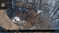 2025-01-11 23_37_45-Port Tobacco Eagle Cam - YouTube - Maxthon.png