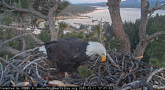 2025-01-12 12_55_48-Big Bear Bald Eagle Live Nest - Cam 1 - YouTube - Maxthon.png
