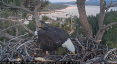 2025-01-12 12_56_08-Big Bear Bald Eagle Live Nest - Cam 1 - YouTube - Maxthon.png