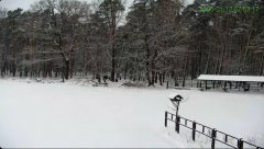 2025-01-12 14_41_15-Żubry Online _ Wisents Online - YouTube - Maxthon.png