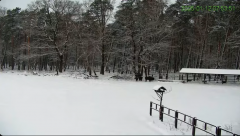2025-01-12 14_41_48-Żubry Online _ Wisents Online - YouTube - Maxthon.png