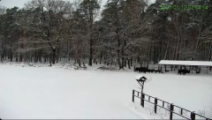 2025-01-12 14_42_11-Żubry Online _ Wisents Online - YouTube - Maxthon.png