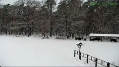 2025-01-12 14_42_23-Żubry Online _ Wisents Online - YouTube - Maxthon.png