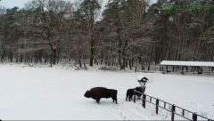 2025-01-12 14_43_03-Żubry Online _ Wisents Online - YouTube - Maxthon.png